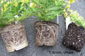 roots of annuals
