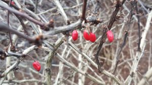 Barberry Winter ID