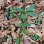 Evergreen Invasive Species