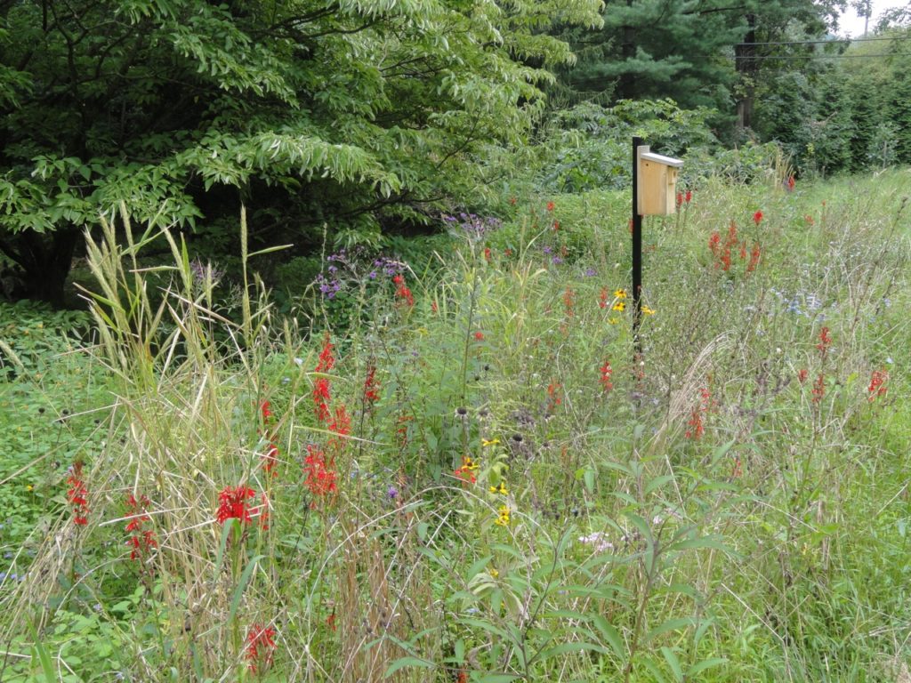 A nest box in a meadow of colorful flowers that is edged with trees and shrubs provides excellent habitat for bluebirds.