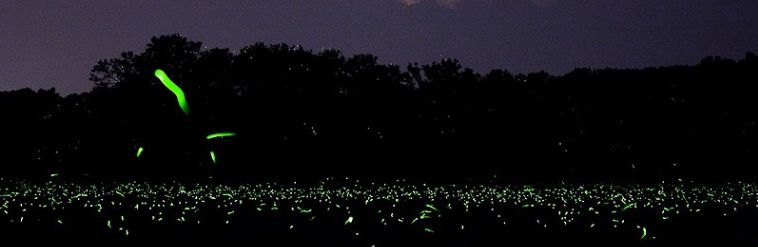 Firefly decline: Insects decline as development destroys habitat