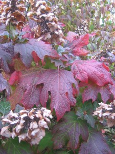 Oakleaf Hydrangea fall foliage