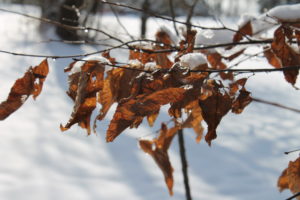Carpinus branch in snow