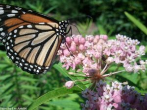 Monarch on Asclepias in Rain Garden