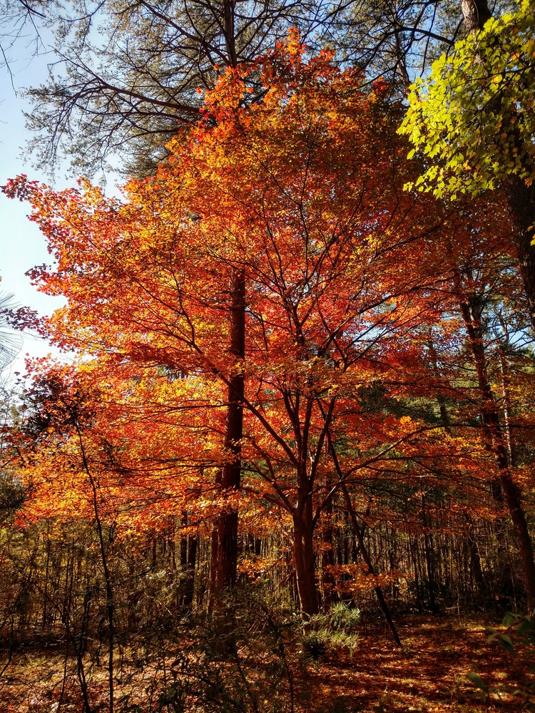Sugar maples put on a brilliant orange show in the fall.
