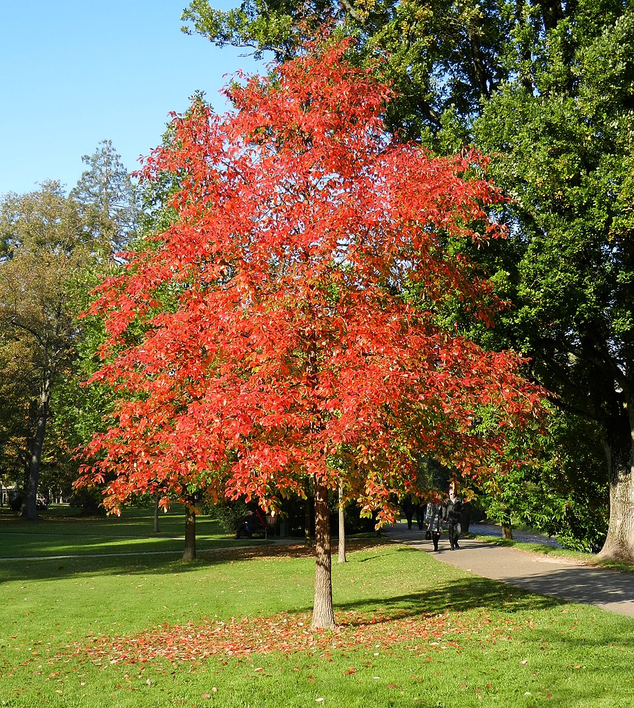 A young Black Gum with pyramidal habit is turning red in the fall.
