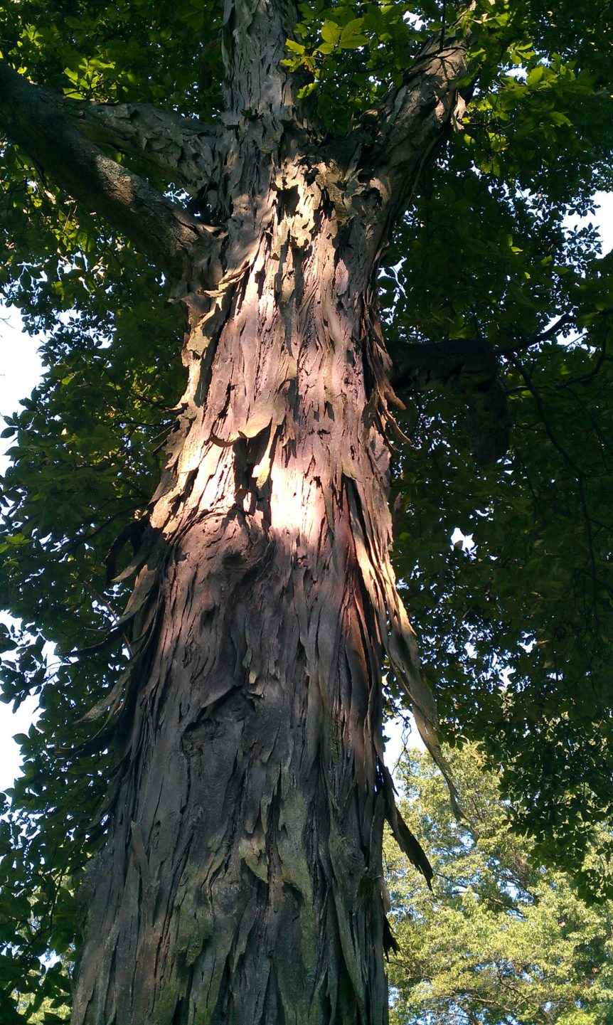 Our Favorite Native Shade Trees GreenWeaver Landscapes