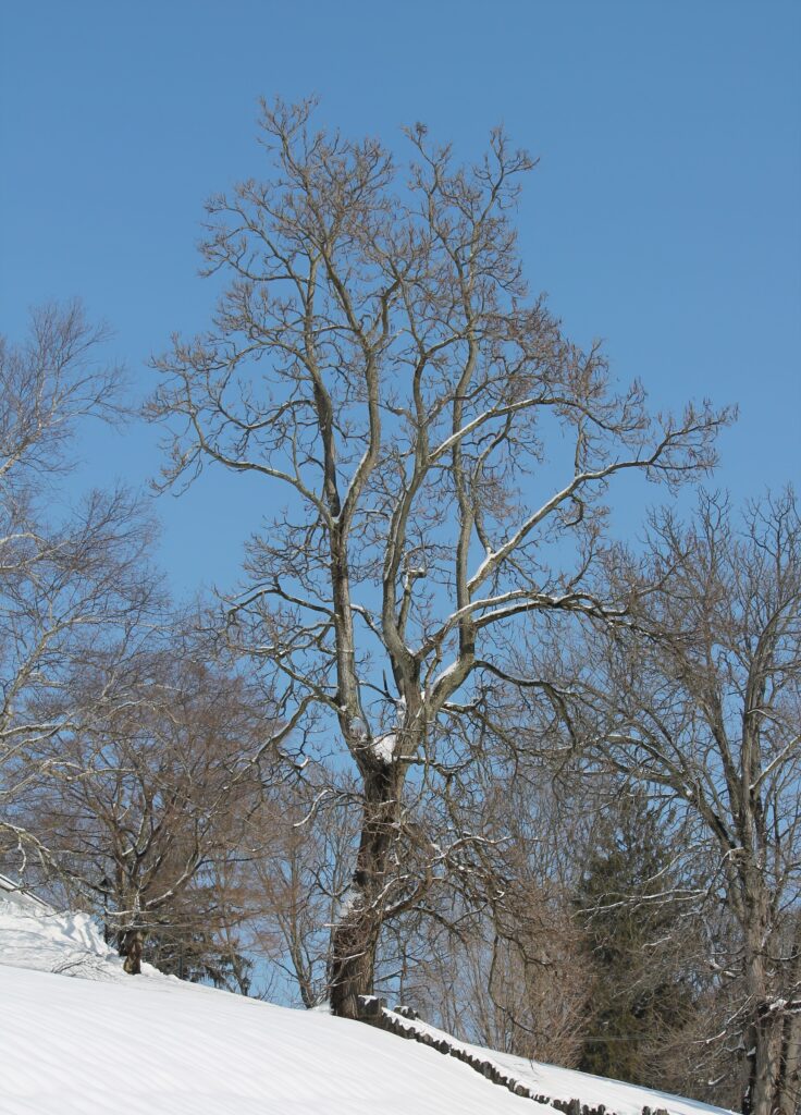 A bare Kentucky Coffetree on a hillside in the snow shows a unique profile against the blue sky.