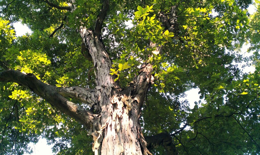 Looking up into the canopy of a shagbark hickory reveals green leaves and shaggy brown bark.