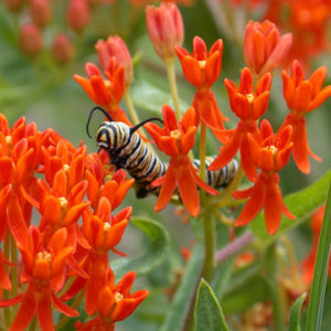 Monarch butterfly caterpillar on Butterfly Weed