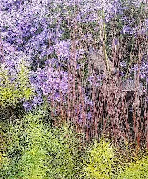 The rosey colors of Little bluestem (Schizachyrium scoparium 'Standing Ovation'), golden Amsonia hubrichtii, and purple Aster oblongifolius 'October Skies' show off in this fall garden bed.