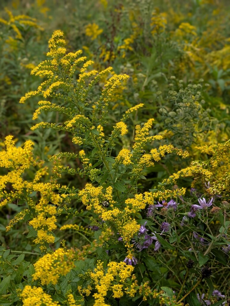 The yellow flowers of goldenrod (Solidago sp.) are important for fall pollinators.