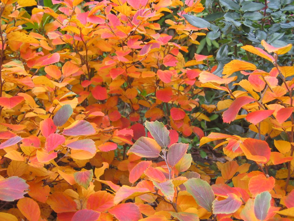 The fall color of fothergilla includes orange, yellow, red, and burgundy.