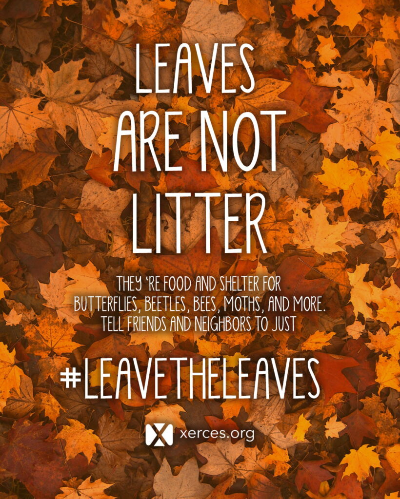 Leave the Leaves is an initiative of the Xerces Society that aims to protect invertebrates from the harms of leave removal