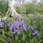 Dwarf Crested Iris
