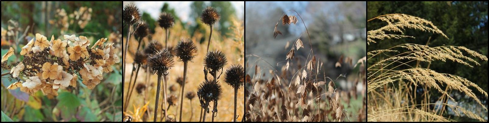 Dry flowers and seeds to decorate with in the winter