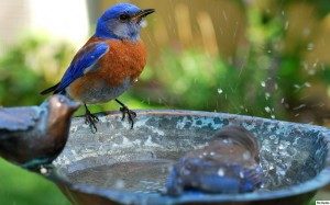 Bluebird-bath-300x187