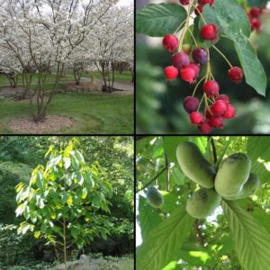 Native Fruit Trees (from upper left, clockwise): Serviceberry; Serviceberry fruit; Paw Paw fruit; young Paw Paw tree