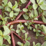 Purslane, a common weed, adds tang to salads