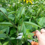 Cut back Rudbeckia