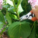 Pruning Hydrangeas