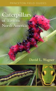 caterpillars of eastern NA
