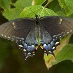 eastern_black_swallowtail