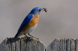 bluebird-eating-insect