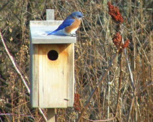 bluebird_nest_box