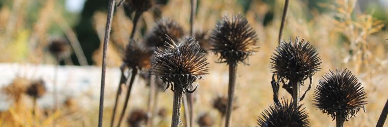 Echinacea in winter