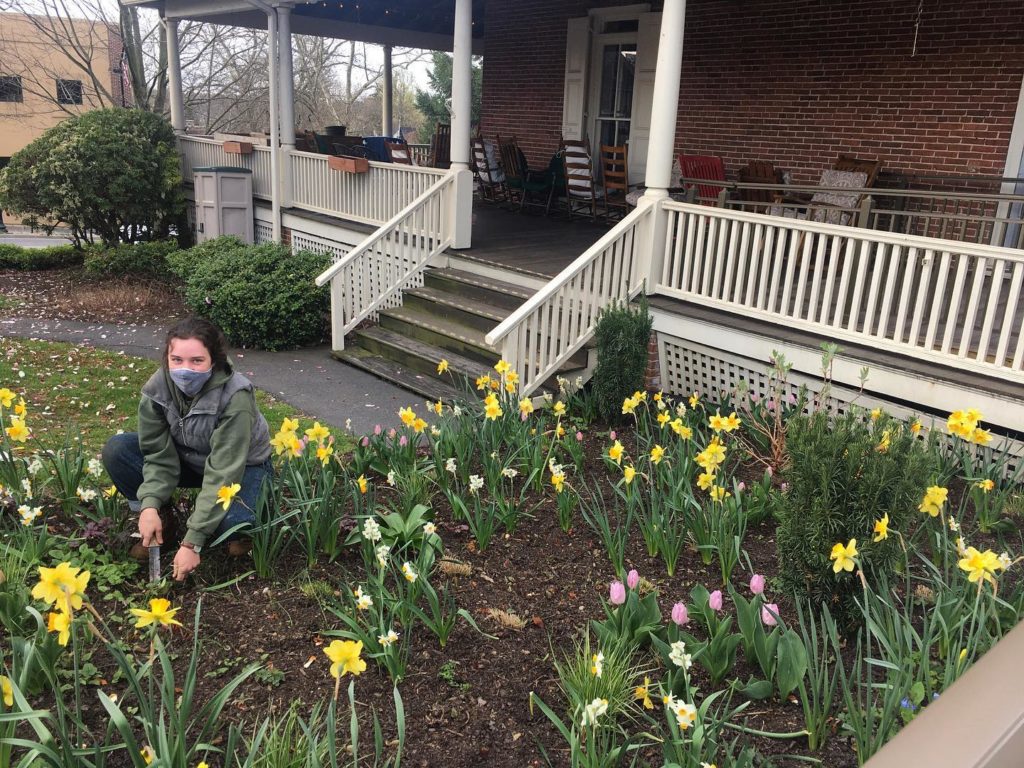 Gardener using safe landscape practices  while working among daffodils.