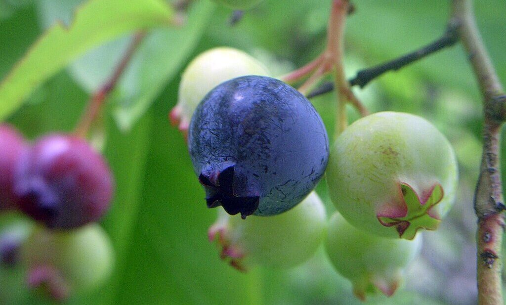 Highbush blueberry (Vaccinium corymbosum) fruit ripening on the plant makes a nice addition to an edible landscape