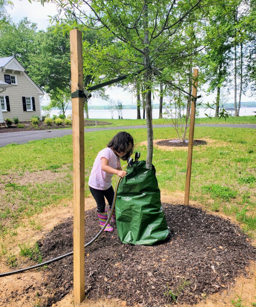 Slow release watering bags makes it easier to soak the roots of newly planted trees.