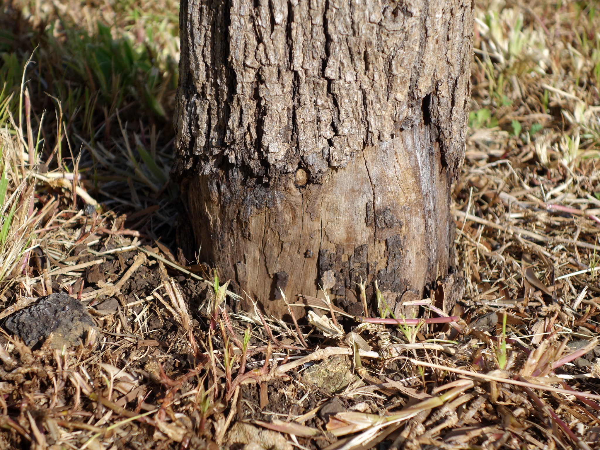 Avoid These Common Landscape Mistakes - GreenWeaver Landscapes