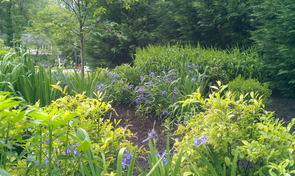 Flowering plants in a rain garden absorb stormwater after rain events