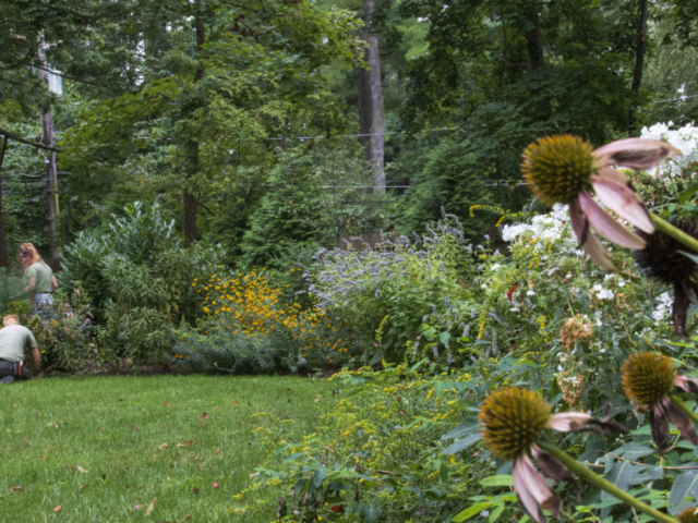 Two GreenWeaver gardeners work in perennial beds full of native flowers.