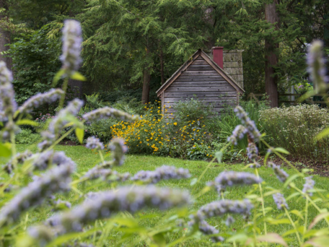 A mossy wooden playhouse is nestled between stands of blooming perennials under a canopy of conifers.