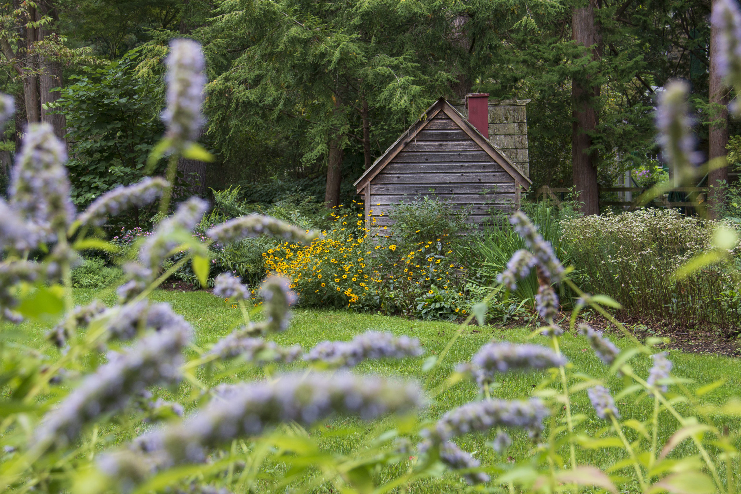 A mossy wooden playhouse is nestled between stands of blooming perennials under a canopy of conifers.