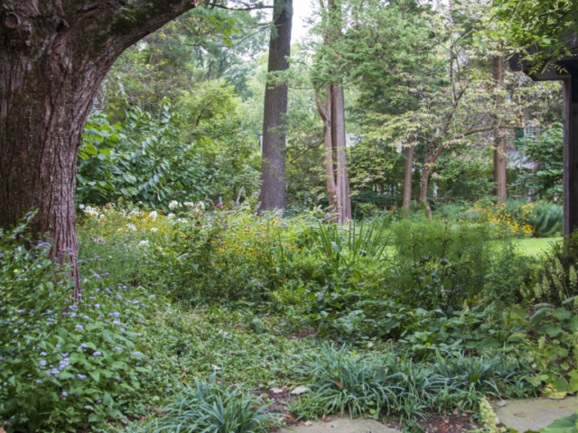 A woodland ground layer of native sedges, coral bells, and ageratum under a large tree