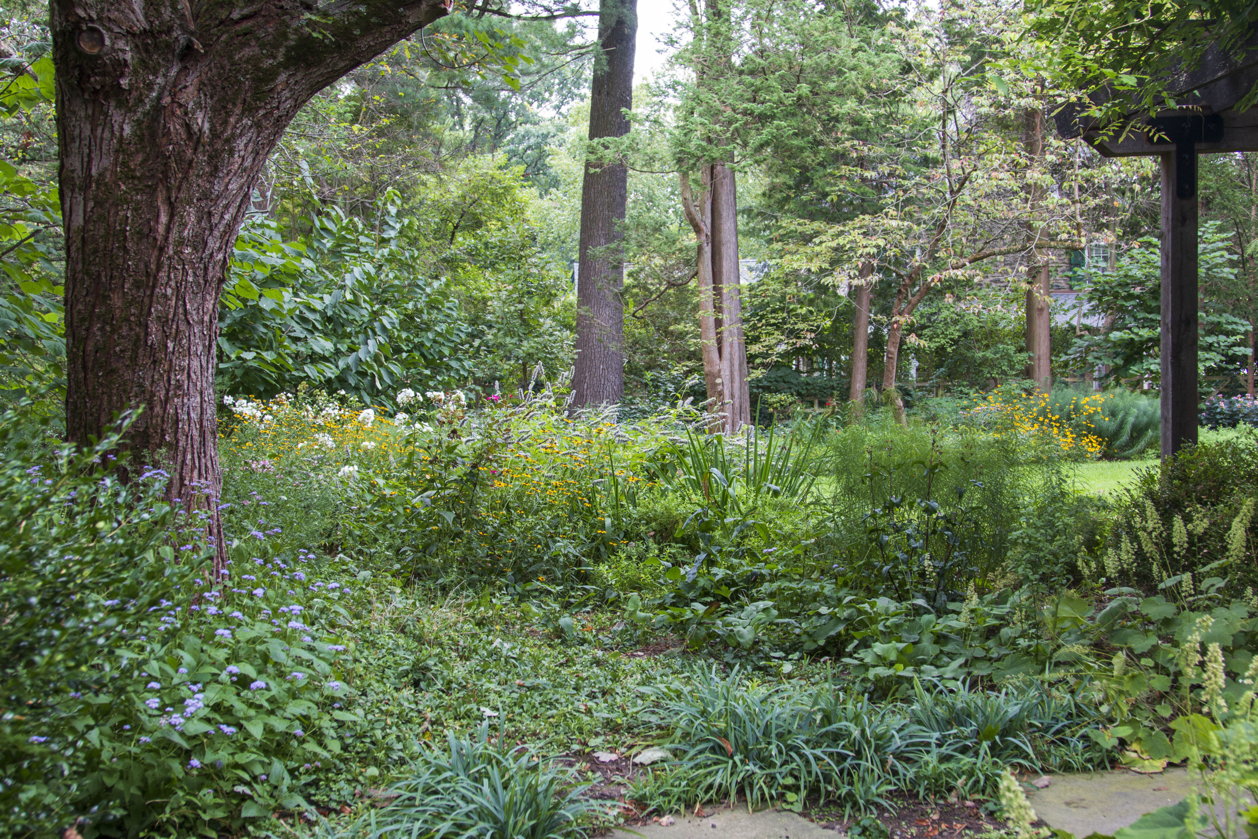 A woodland ground layer of native sedges, coral bells, and ageratum under a large tree