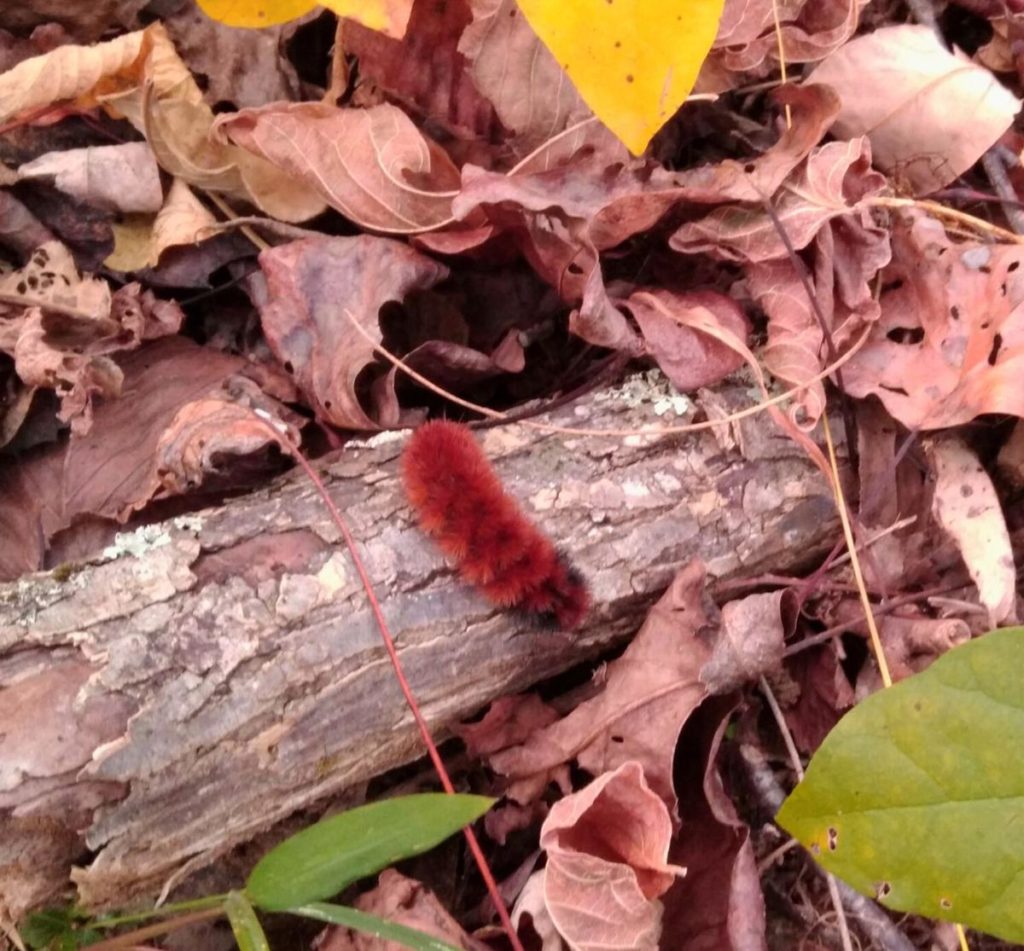 Caterpillar in fallen leaves