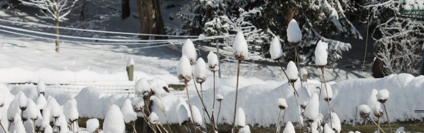 Winter Echinacea seed heads covered in snow against a background of evergreen trees