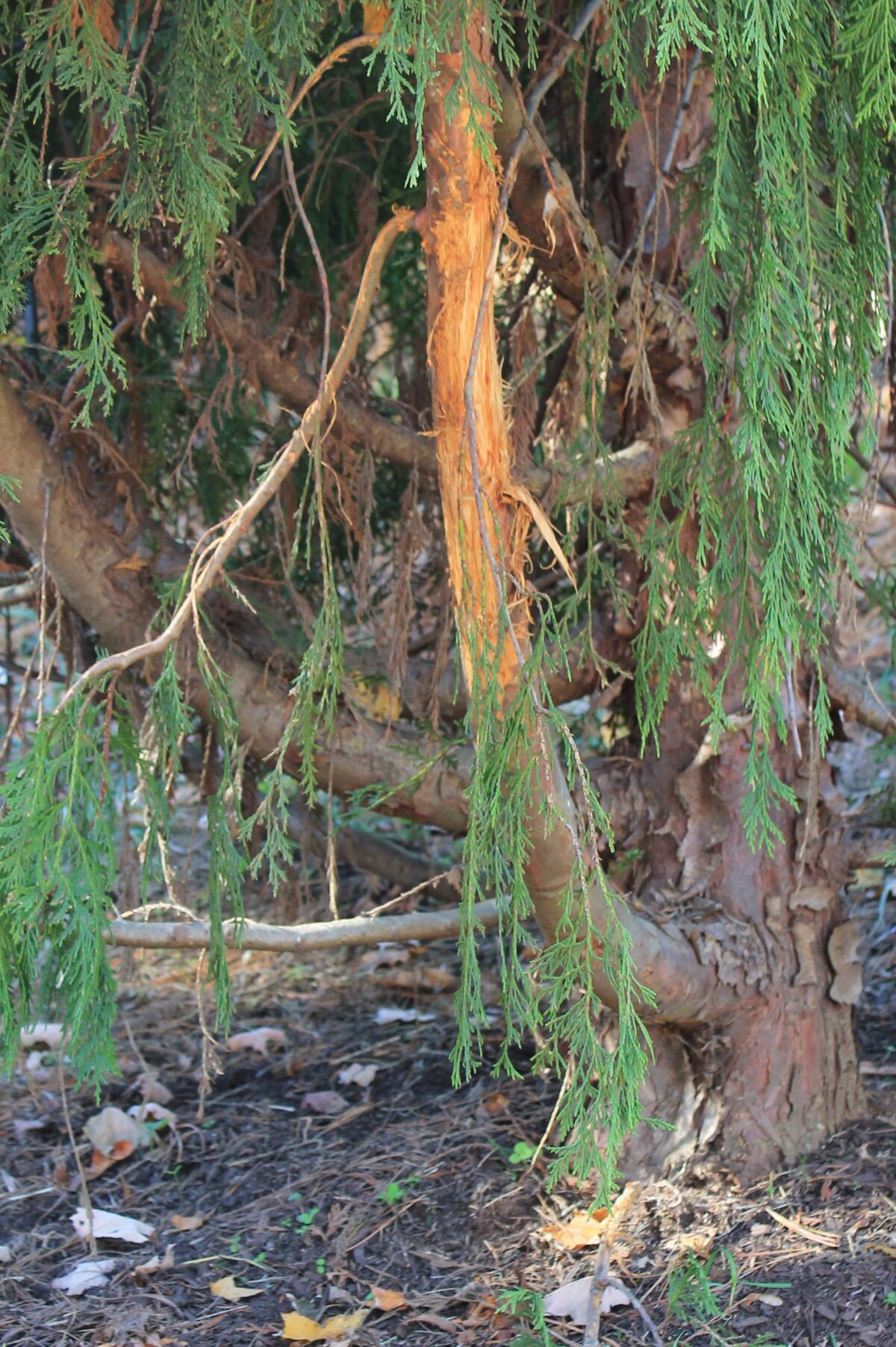 Protect Your Trees From Deer Now! GreenWeaver Landscapes