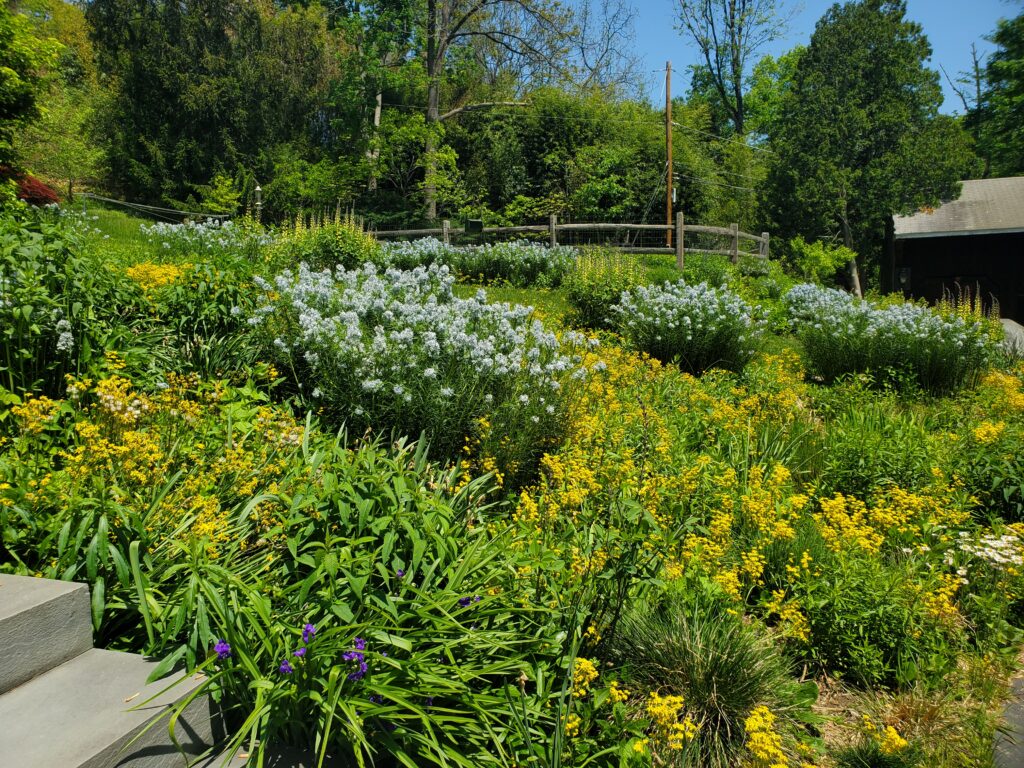 There are plenty of weeds in this bed full of blue and yellow flowers, but they are difficult to see.