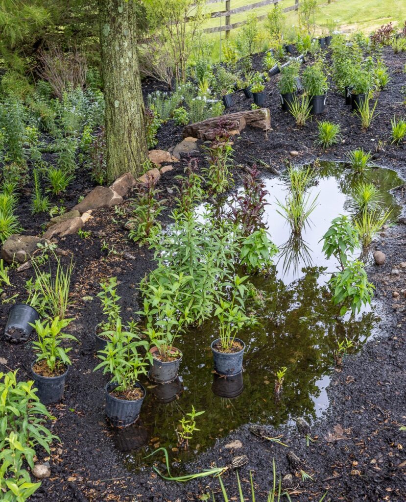 A rain garden under construction on a hillside shows plants in pots waiting to be planted. A stone wall on the low side holds back the water and soil.