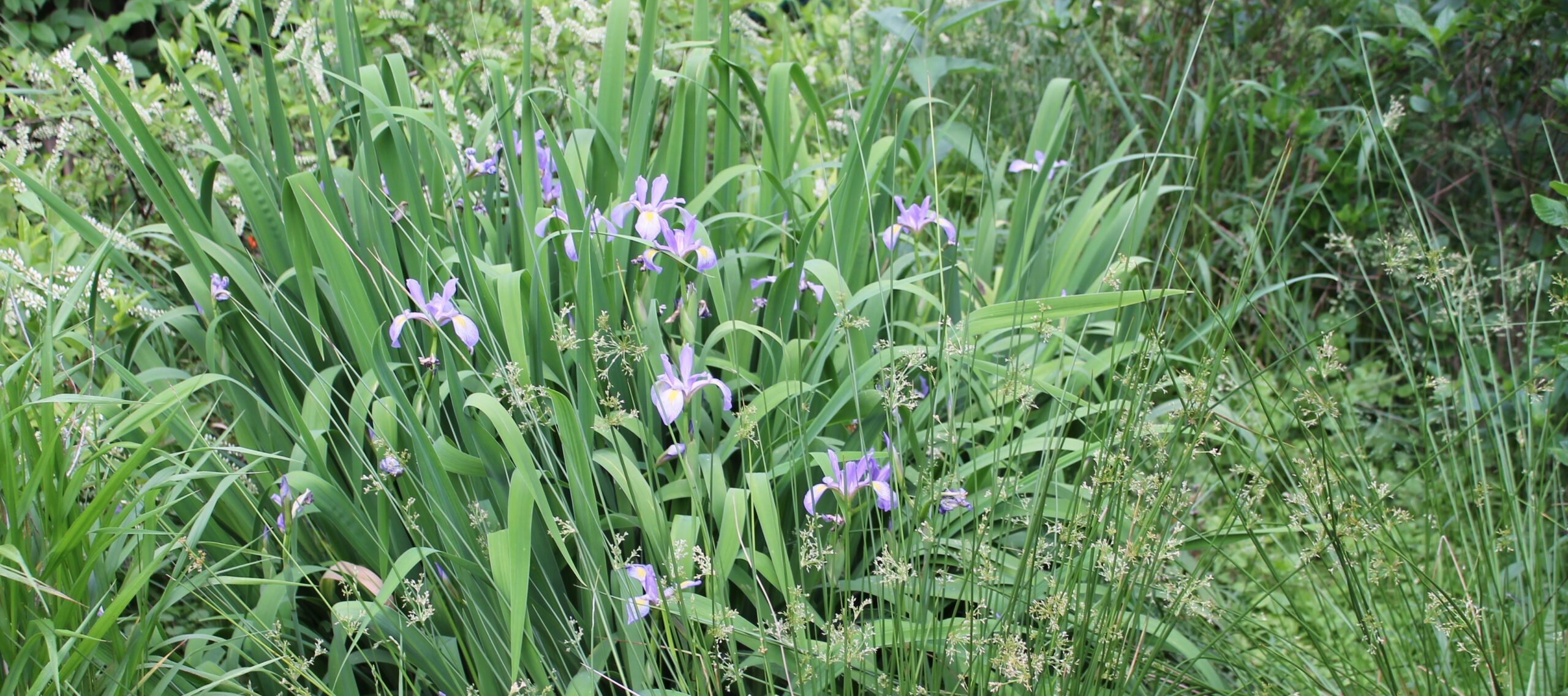Blue flag iris (Iris versicolor) is a valuable rain garden plant