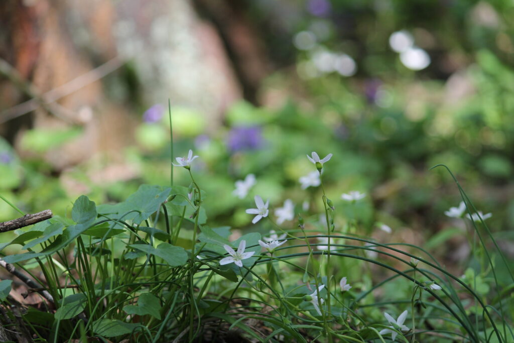 Spring Beauty (Claytonia virginiana) is blooming on the woodland floor. This small white flower is a favorite spring blooming native plant.