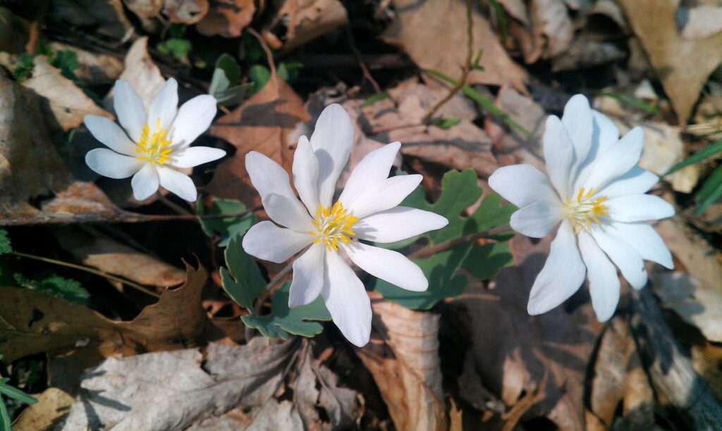 Bloodroot (Sanquinaria canadensis) shows off its bright white petals and yellow stamen over blue-green leaves.