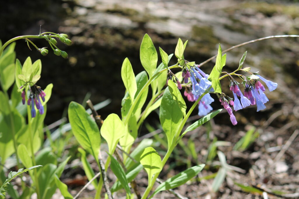 The trumpet-shaped spring flowers of Virginia Bluebells (Mertensia virginica) arching over light green leaves make this a beloved spring ephemeral.