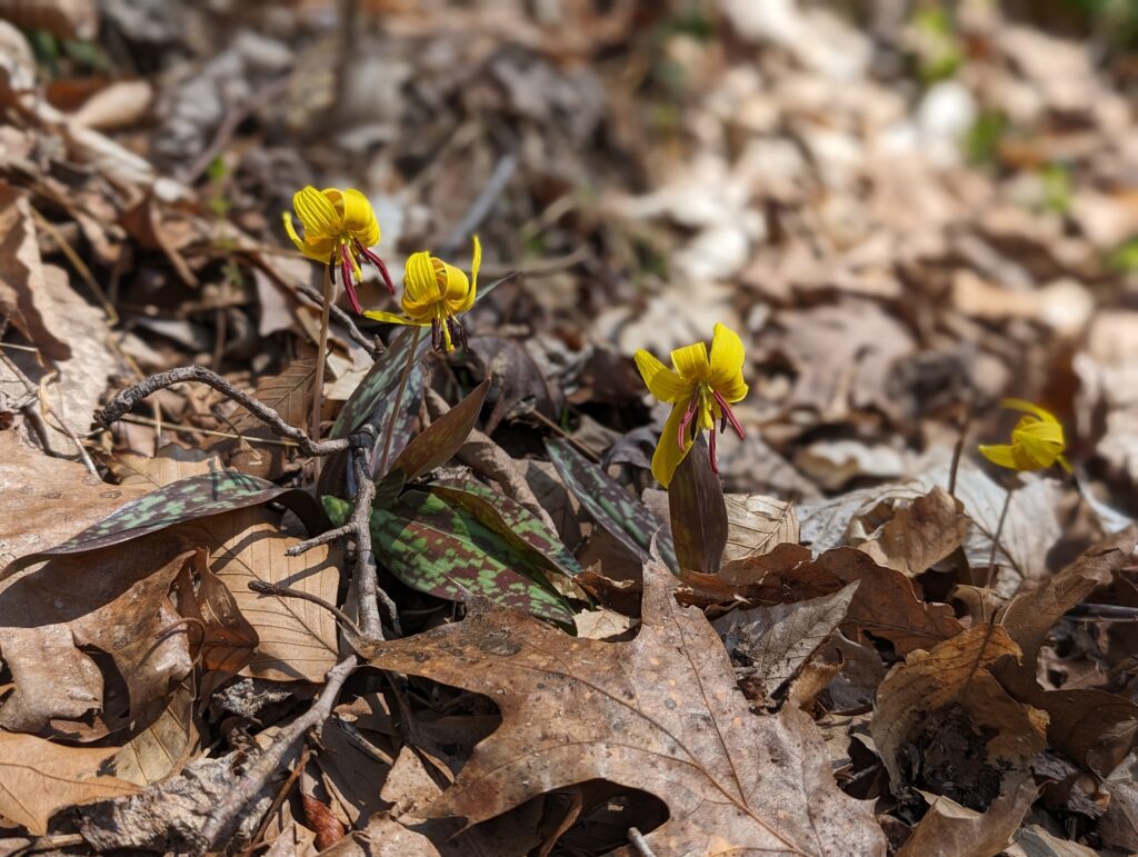 The yellow blooms and speckled leaves make Trout Lily (Erythronium americanum) an easy spring wildflower to identify.